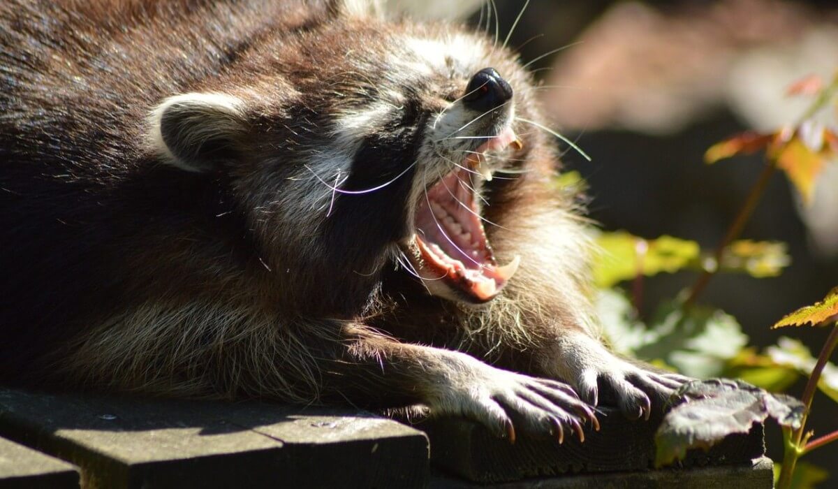 Post Photo for Angry Raccoon Sign In Spokane, Washington