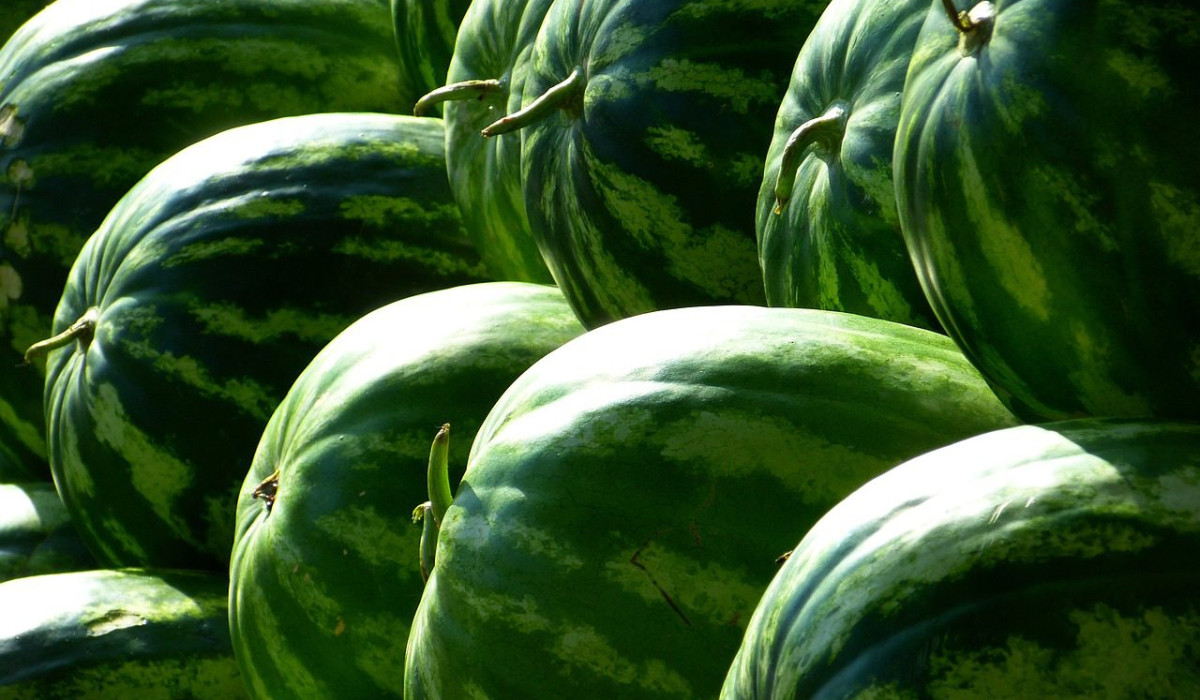 Post Photo for Turkish Woman Sets World Record For Smashing Watermelons With Thighs